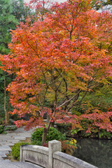 四天王寺の紅葉