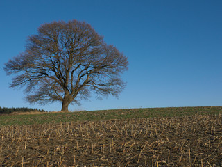 Eichenbaum - am Rande von Lorscheid