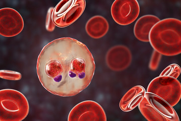 The malaria-infected red blood cells. 3D illustration showing ring-form trophozoites of malaria parasite Plasmodium falciparum inside red blood cells, the causative agent of tropical malaria - obrazy, fototapety, plakaty