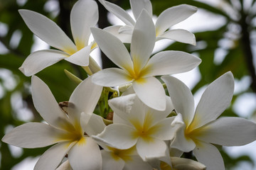 Fototapeta na wymiar White flower in unique shape