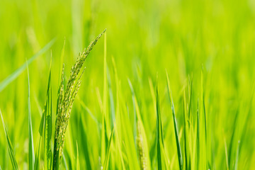 Green rice fields  rice in the morning