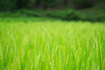 Green rice fields  rice in the morning