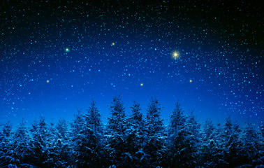 Christmas background with stars and trees in winter forest.