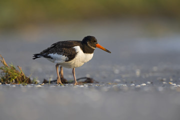 A juvenle Eurasian oystercatcher (Haematopus ostralegus) resting and foraging during migration on the beach of Usedom Germany.