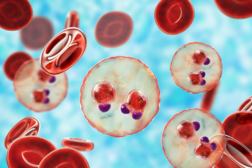 The malaria-infected red blood cells. 3D illustration showing ring-form trophozoites of malaria parasite Plasmodium falciparum inside red blood cells, the causative agent of tropical malaria - obrazy, fototapety, plakaty