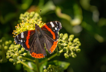 Admiral Schmetterling