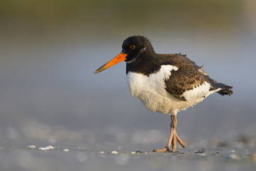 A juvenle Eurasian oystercatcher (Haematopus ostralegus) resting and foraging during migration on...