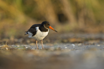 A juvenle Eurasian oystercatcher (Haematopus ostralegus) resting and foraging during migration on the beach of Usedom Germany.