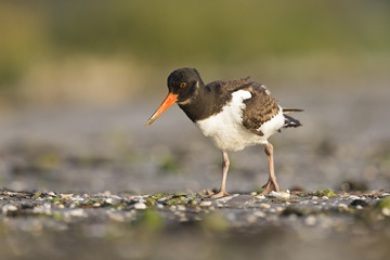 A juvenle Eurasian oystercatcher (Haematopus ostralegus) resting and foraging during migration on...