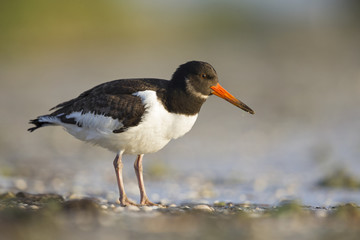 A juvenle Eurasian oystercatcher (Haematopus ostralegus) resting and foraging during migration on the beach of Usedom Germany.