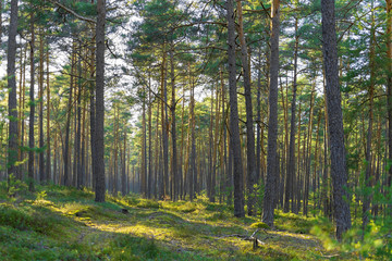 Sunlight game in the forest