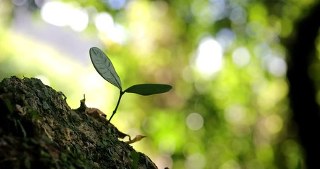森の中で発芽する新芽　エコイメージ