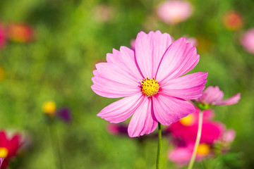 Obraz premium コスモスの花