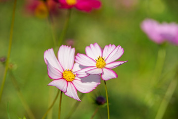 コスモスの花
