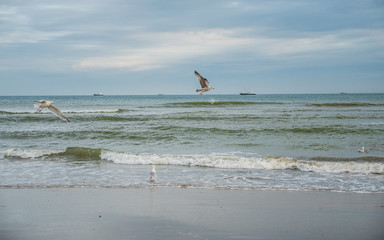 Fototapeta na wymiar Birds flying over Dutch Wadden Sea coastline