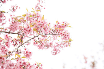 Naklejka na ściany i meble Beautiful cherry blossom or sakura in spring time over sky