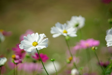 コスモスの花