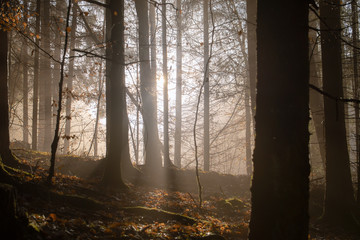 Sunlight in a misty forest.