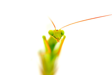 praying mantis, shallow dof , white background