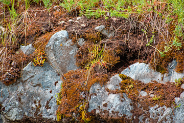 Old rock overgrown with green vegetation and red moss is close