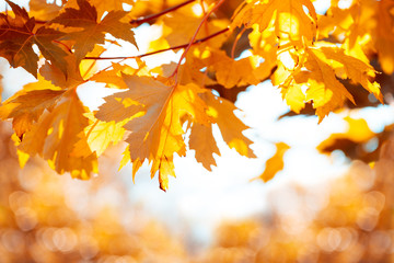Naklejka na ściany i meble Orange maple leaves on branch against bokeh. Autumn fall background. Colorful foliage.