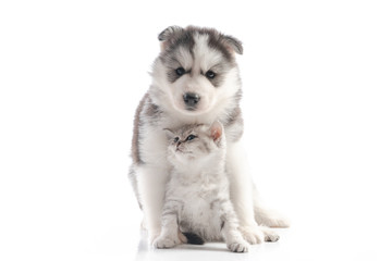 Fototapeta premium Cute siberian husky puppy cuddling cute kitten on white background isolated