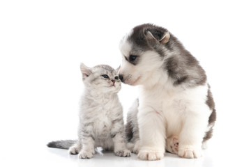 Cute siberian husky puppy  kissing cute kitten on white background