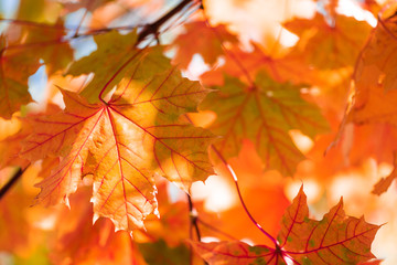 Close-up maple leaves on tree. Autumn fall background. Colorful foliage.