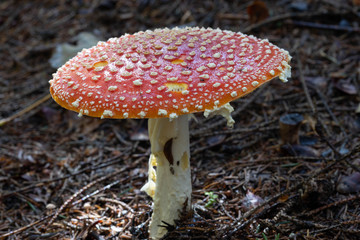 Fliegenpilz im Wald