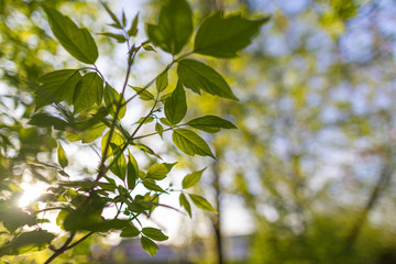Spring background, green tree leaves on blurred background