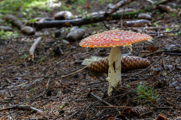 Fliegenpilz im Wald