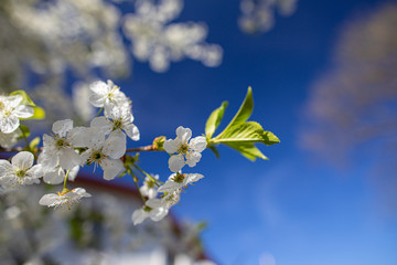 White wildflowers on blurred background with bokeh