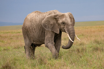 Obraz na płótnie Canvas side profile of an African elephant in the Masai Mara