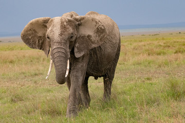 Naklejka na ściany i meble African elephant in kenya