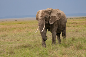 Fototapeta na wymiar African elephant against a backdrop of thunder clouds in the Masai Mara