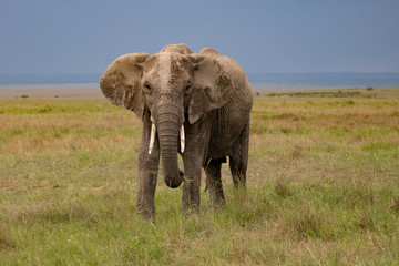 Fototapeta na wymiar African elephant in kenya