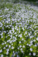 Obraz na płótnie Canvas White wildflowers on blurred background with bokeh