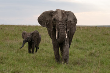 African elephant with its baby in the Masai Mara