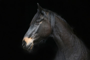 Fototapeta na wymiar Profile portrait of a horse against a black background