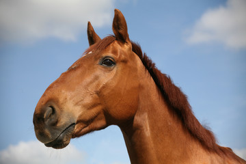 Portrait of a horse without bridle