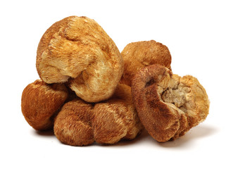 hericium erinaceus on white background