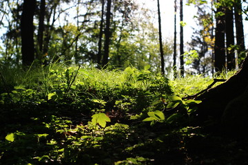Fototapeta premium morning in the forest