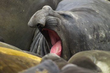 Bull elephant seal Macquarie Island beach, Australia, World Heritage Site