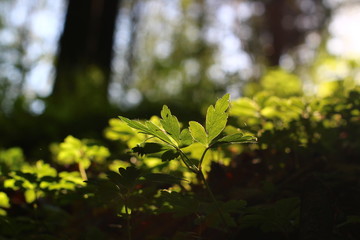 green leaves in sunlight