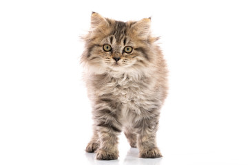 Fototapeta na wymiar kitten cat standing and looking on white background,isolated