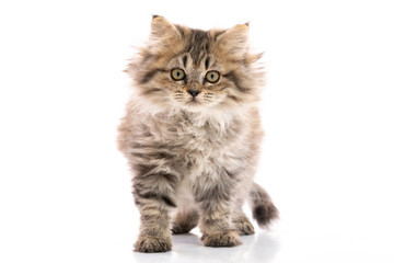 kitten cat standing and looking on white background,isolated