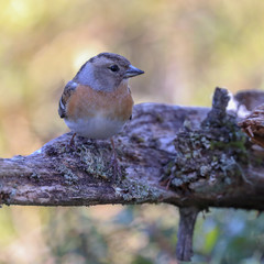 female Brambling on spring day