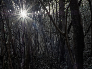 光が差し込む長崎県対馬の原生林　10月