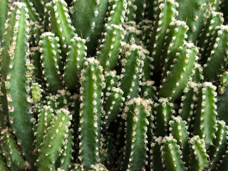 closeup of a cactus plant as a background