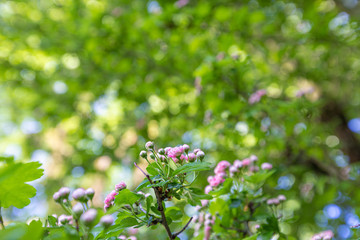 Fototapeta premium White wildflowers on blurred background with bokeh